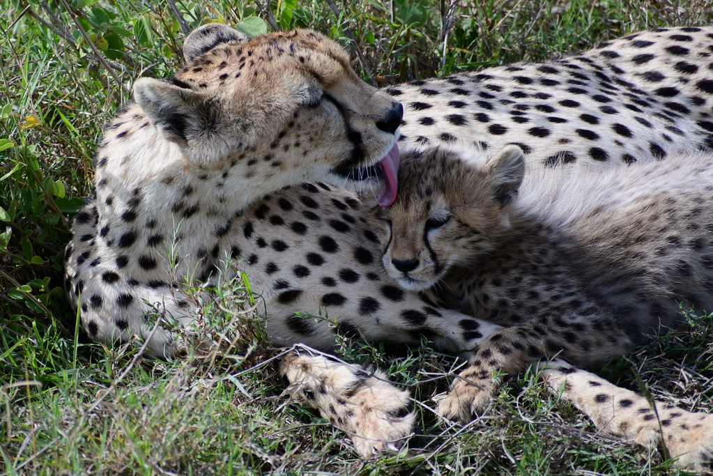 Central Serengeti